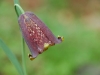 ecogite - randos nature - fritillaire